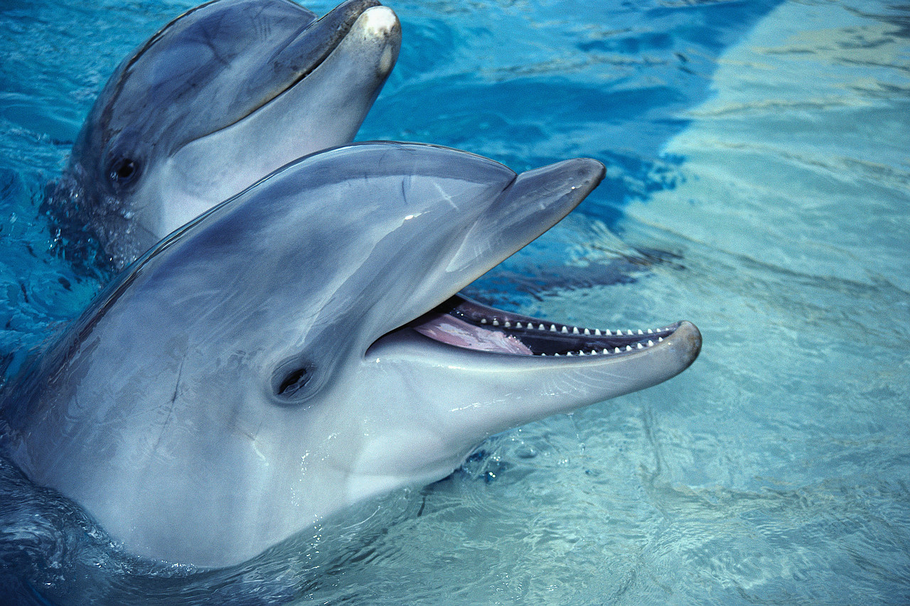Ivorydolphins