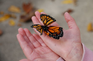 hands holding butterfly. Transformation celebration.