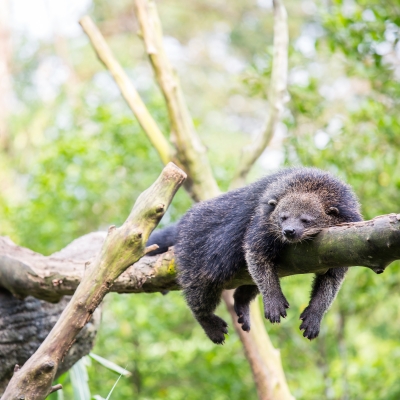 Binturong Bearcat Sleeping