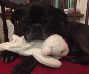 Pug and toy lamb