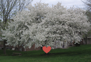 blooming tree with heart
