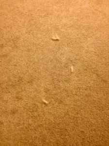 dog fur on carpet
