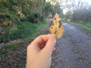 Fall Leaf in Hand