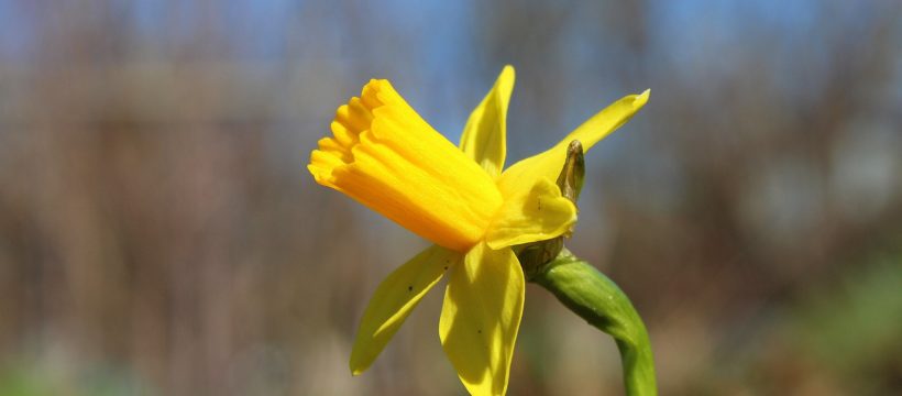 One Defiant Daffodil