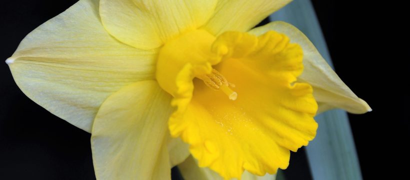 One Defiant Daffodil