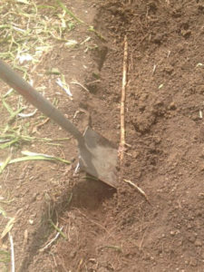 Root in dirt