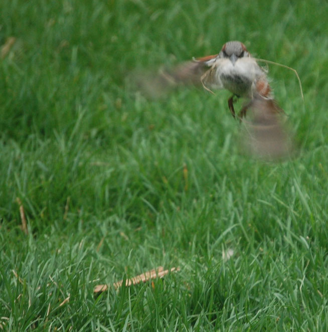 Sparrow flying with fur