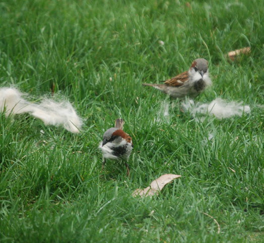 sparrow with fur