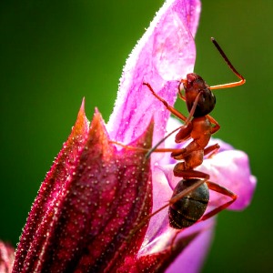 When I consider the struggle of the ant and his determination to never give up, I am encouraged.
