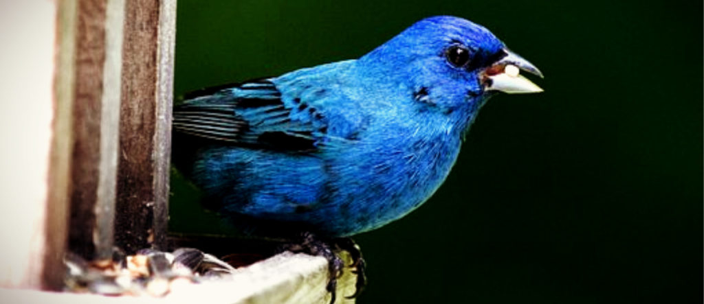 As if on cue, the indigo bunting lifted its wings and flew to the nearby apple tree.   I considered the heavenly places of my God, and remembered the color of love.