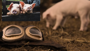 God's Mercy Will End When Pigs Fly