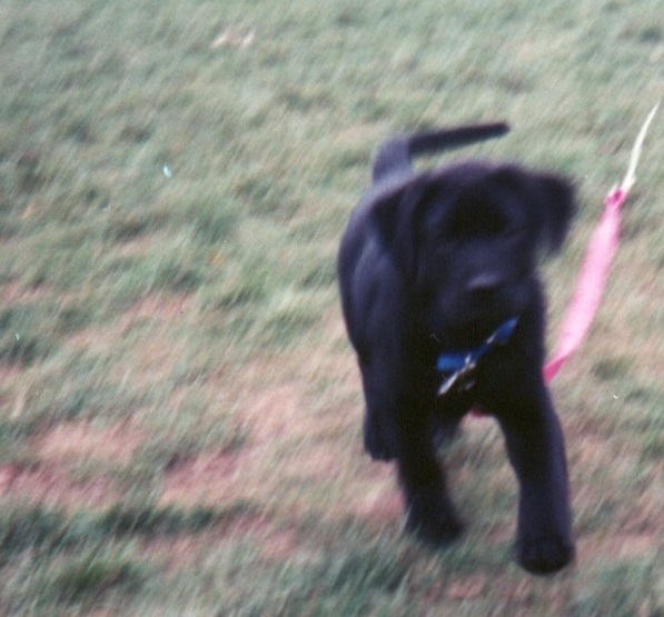 Black lab puppy running