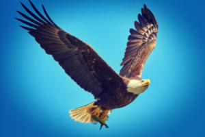 How to soar on the wings of eagles