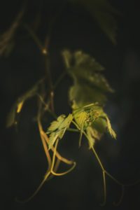 green vine