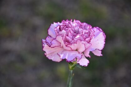 Flowers, Berries, and Tadpoles--pink carnation