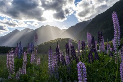 Flowers, Berries, and Tadpoles--lupine, mountains, and clouds in sky