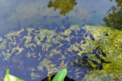 Flowers, Berries, and Tadpoles--tadpoles in pond