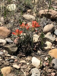 Flower in rocks
