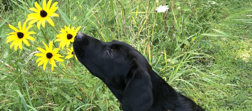Black dog smelling yellow flower. Spring