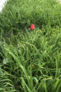 Red Tulip in Green Field. Spring quotes