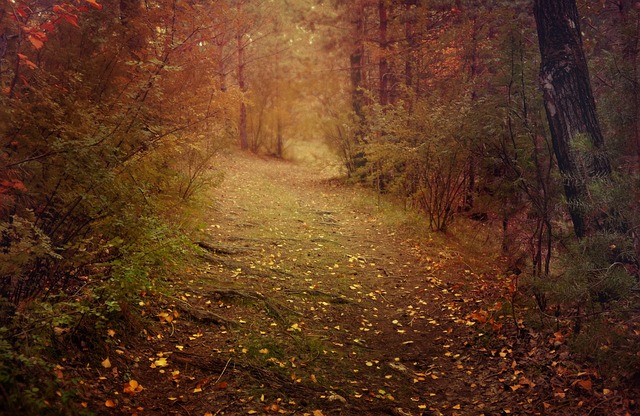 October's wooded pathway