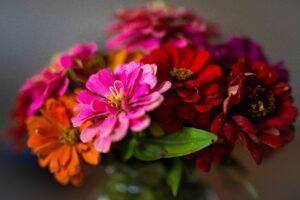 a vase of zinnias from the garden