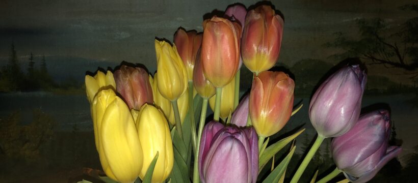 Tulips. Work and Joy