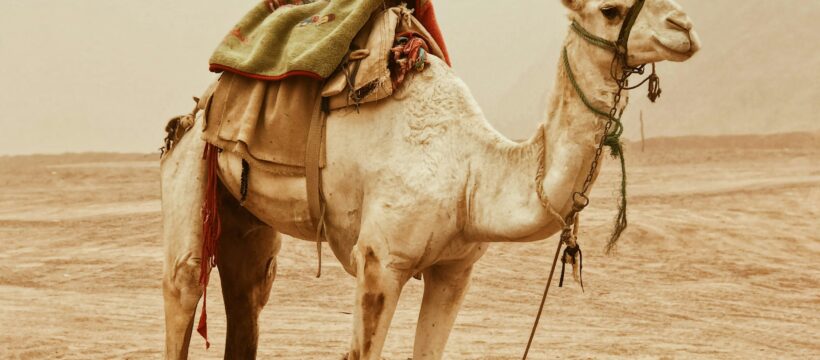 camels carry burdens